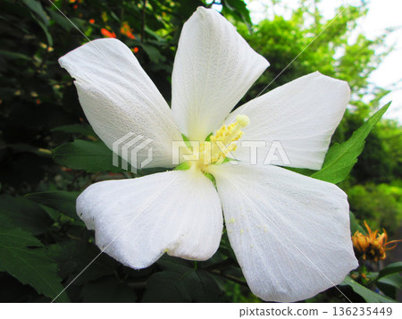 White flowered maple tree scenery 136235449
