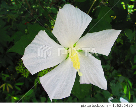 White flowered maple tree scenery 136235450