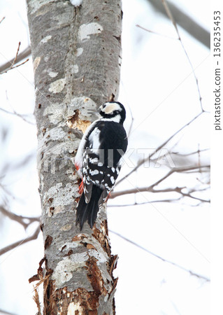 Great spotted woodpecker (female) Hokkaido wild bird 136235453