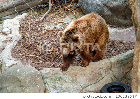 Brown bear walking in an outdoor enclosure at a wildlife park during daytime 136235587