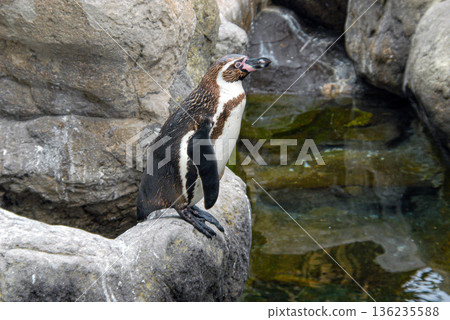 Penguin stands on rock near water during daytime Penguin stands on rock near water during daytime 136235588