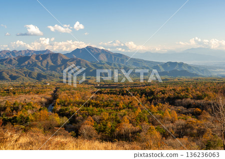 秋天從清里高原眺望富士山和落葉松林,景色壯麗。 秋天從清里高原眺望富士山和落葉松林,景色壯麗。 136236063