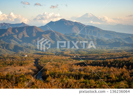 秋天從清里高原眺望富士山和落葉松林，景色壯麗。 136236064