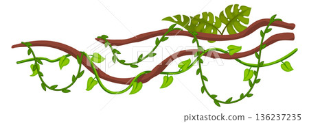 Tropical vines hanging top border. Wild rainforest Tropical vines hanging top border. Wild rainforest 136237235