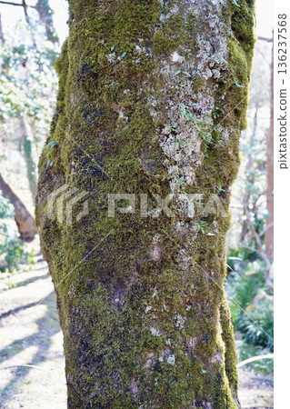 Trunk of tree with moss Trunk of tree with moss 136237568