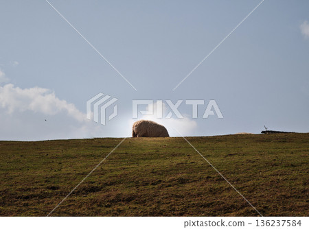 Sheep graze on the hillside. 136237584