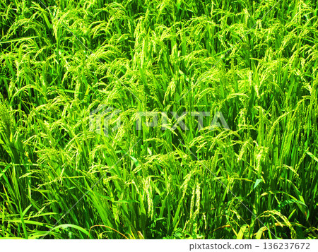 A view of rice fields with rice ears spreading A view of rice fields with rice ears spreading 136237672