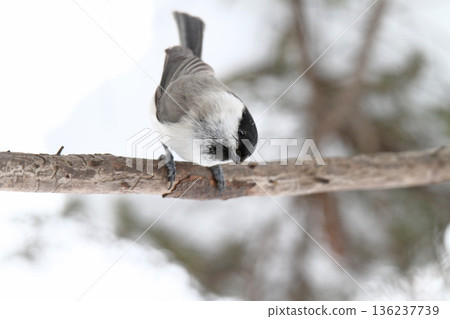 沼澤山雀喙 Tajaku Hashibutogara 北海道野生鳥類 136237739