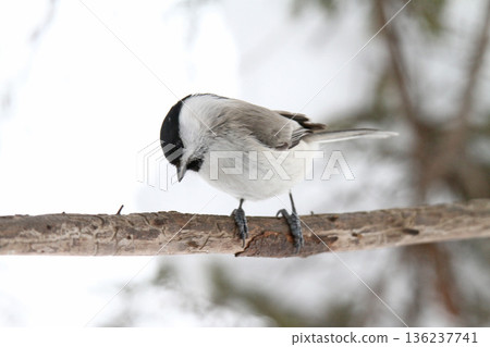 沼澤山雀喙 Tajaku Hashibutogara 北海道野生鳥類 136237741