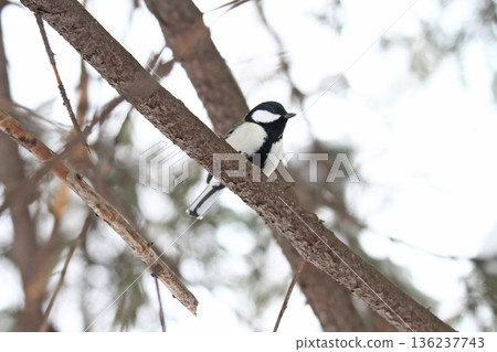 Great Tit, Yojujaku, Hokkaido Wild Bird Great Tit, Yojujaku, Hokkaido Wild Bird 136237743