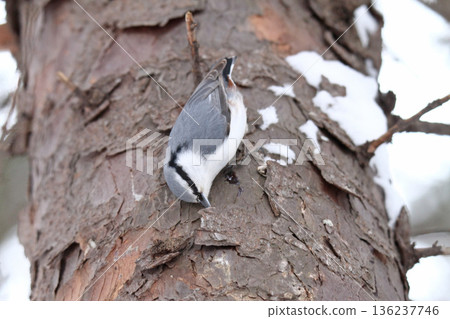 Nuthatch, 50 sparrows, Hokkaido wild birds Nuthatch, 50 sparrows, Hokkaido wild birds 136237746