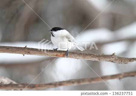 沼澤山雀喙 Tajaku Hashibutogara 北海道野生鳥類 136237751