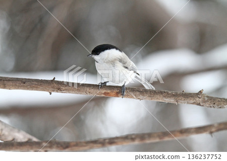 沼澤山雀喙 Tajaku Hashibutogara 北海道野生鳥類 136237752