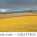 Golden autumn earth and wide sky 136237831