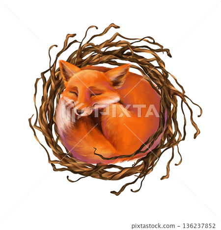Hand-drawn illustration of a cute fox curled up and sleeping in a rustic nest of intertwining branches. Design for animal-themed projects or children's decor. Hand-drawn illustration of a cute fox curled up and sleeping in a rustic nest of intertwining branches. Design for animal-themed projects or children's decor. 136237852
