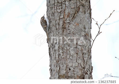 爬樹者 爬樹者 爬樹者 北海道野鳥 136237885