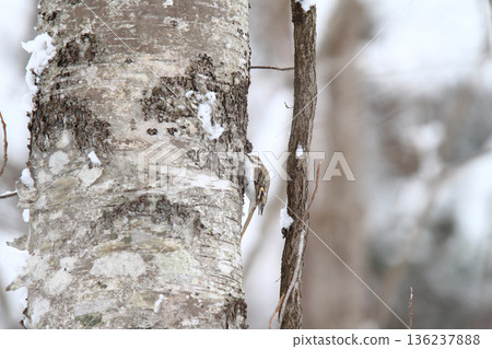爬樹者 爬樹者 爬樹者 北海道野鳥 136237888