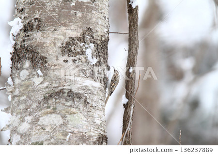 爬樹者 爬樹者 爬樹者 北海道野鳥 爬樹者 爬樹者 爬樹者 北海道野鳥 136237889