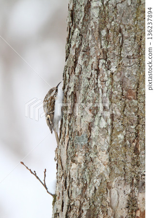 Treecreeper Treecreeper Treecreeper Hokkaido Wild Bird 136237894