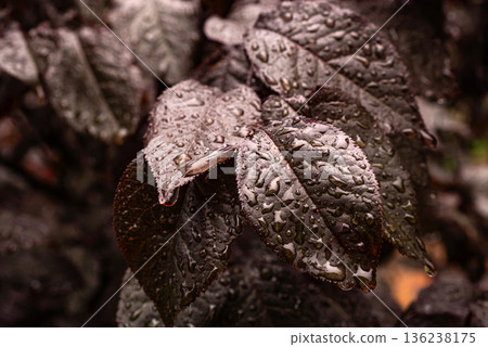 Rain Drops on Dark Leaves Close Up 136238175