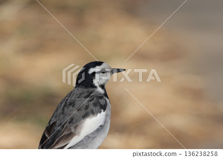 向上銷售櫻花 向上銷售櫻花 136238258