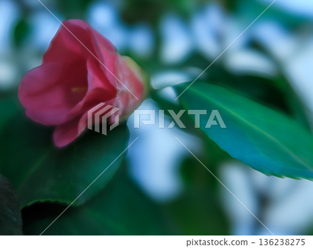 Quiet Profile of Wabisuke Camellia Bloom Quiet Profile of Wabisuke Camellia Bloom 136238275