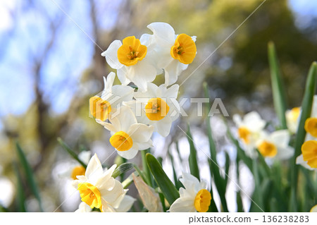 白色的水仙花花 白色的水仙花花 136238283
