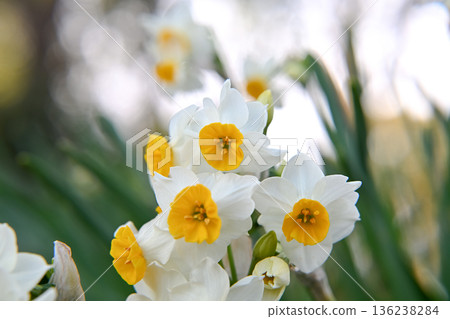 白色的水仙花花 白色的水仙花花 136238284