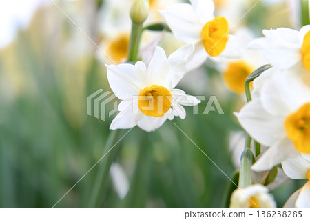 白色的水仙花花 白色的水仙花花 136238285