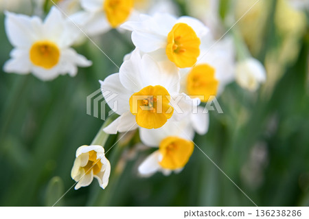 白色的水仙花花 白色的水仙花花 136238286
