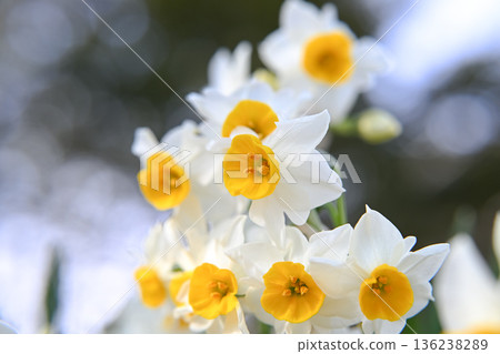 White daffodil flowers White daffodil flowers 136238289