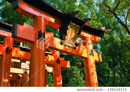 京都伏見稻荷大社(京都府京都市伏見區)美麗的朱紅色鳥居 京都伏見稻荷大社(京都府京都市伏見區)美麗的朱紅色鳥居 136238315