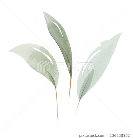Three delicate green leaves are painted in a soft watercolor style. Each leaf features subtle color variations and a thin brown stem, presented as botanical decorations on a clean white background. 136238502