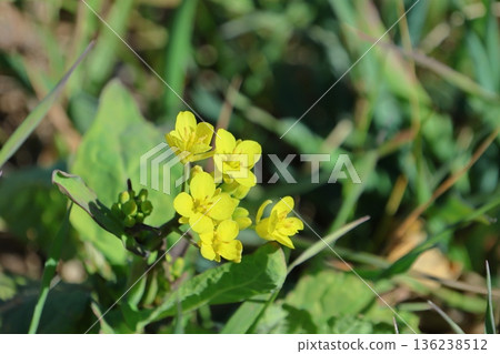 黃色的花朵預示著春天的到來 黃色的花朵預示著春天的到來 136238512