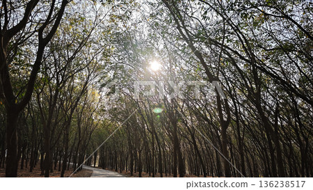 The sun shone on the rubber plantation. The sun shone on the rubber plantation. 136238517