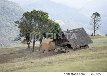 Grazing Sheep or ram in a Peaceful Countryside 136238518