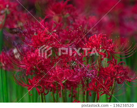 綠與紅的彼岸花 綠與紅的彼岸花 136238520