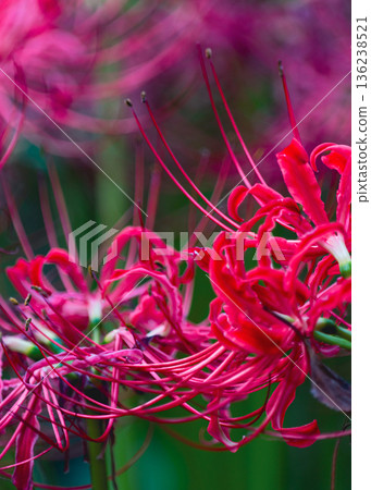 Deep red cluster amaryllis gradation Deep red cluster amaryllis gradation 136238521