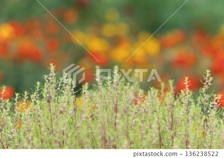 春天的花園 春天的花園 136238522