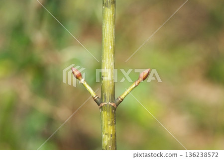 Maple winter buds 136238572