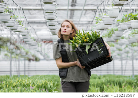 Young woman standing in greenhouse with box with tulips. Concept work in the greenhouse Young woman standing in greenhouse with box with tulips. Concept work in the greenhouse 136238597