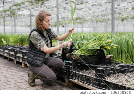 Woman planting flower bulbs in soil for growing in a greenhouse Woman planting flower bulbs in soil for growing in a greenhouse 136238598