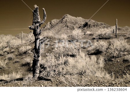 Sonora Desert Arizona in Infrared 136238604
