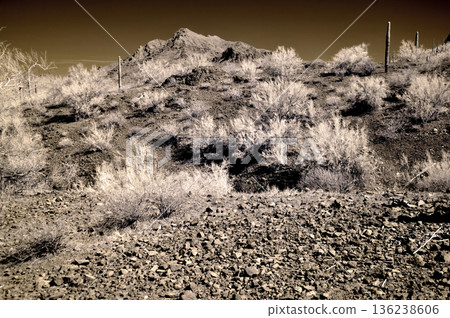 Sonora Desert Arizona in Infrared 136238606