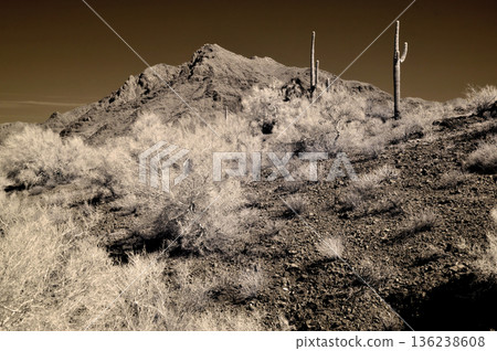 Sonora Desert Arizona in Infrared Sonora Desert Arizona in Infrared 136238608