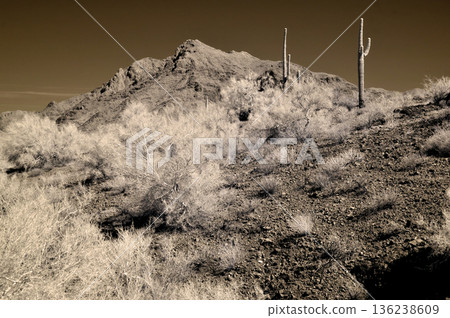 Sonora Desert Arizona in Infrared Sonora Desert Arizona in Infrared 136238609