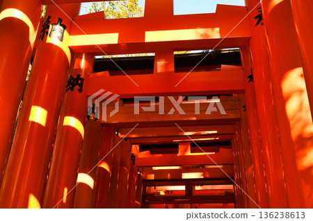 京都伏見稻荷大社(京都府京都市伏見區)美麗的朱紅色鳥居 京都伏見稻荷大社(京都府京都市伏見區)美麗的朱紅色鳥居 136238613
