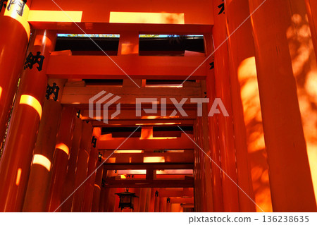 京都伏見稻荷大社（京都府京都市伏見區）美麗的朱紅色鳥居 136238635