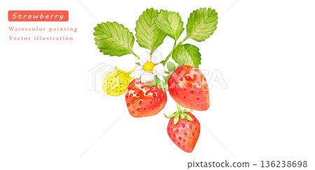 水彩草莓向量圖 水彩草莓向量圖 136238698