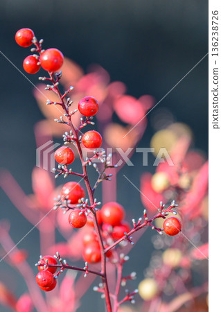 Nandina Berries in Soft Light 136238726